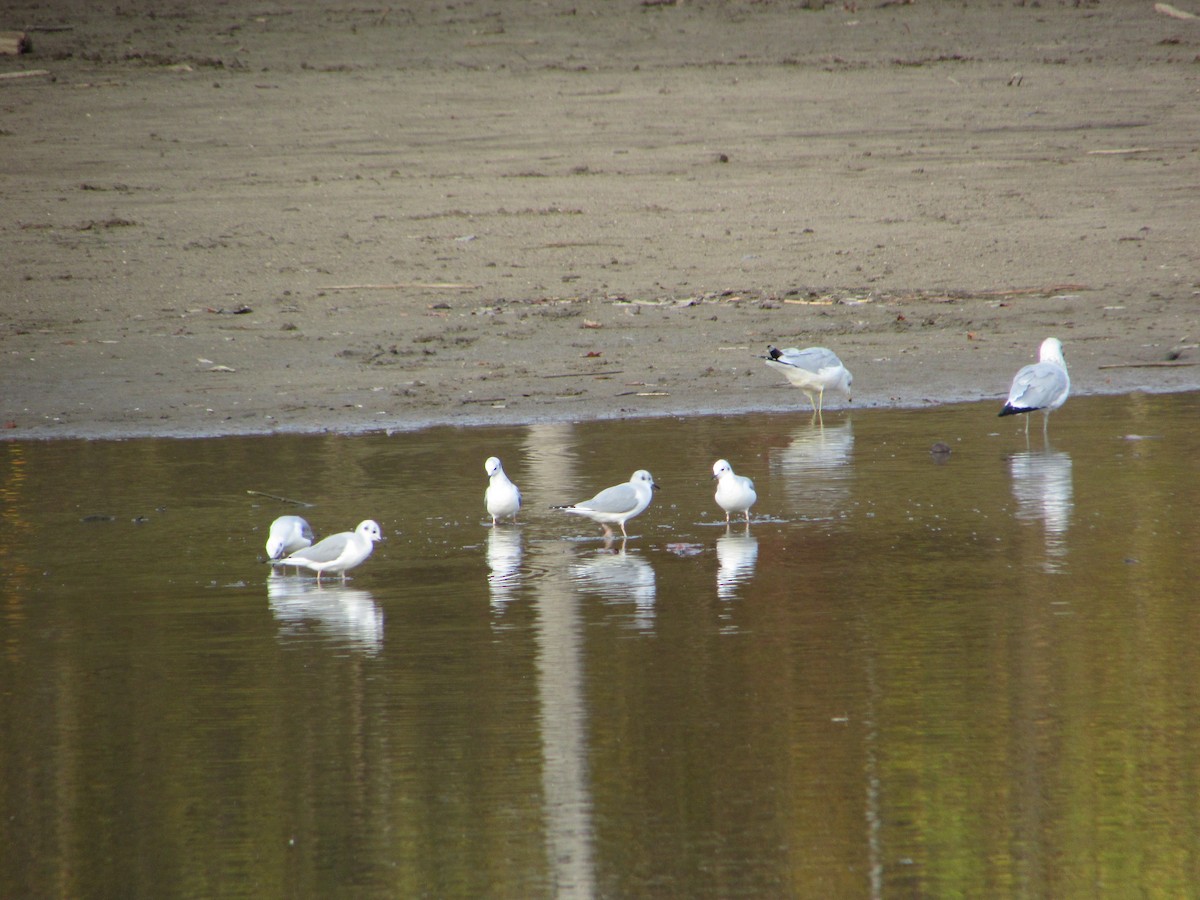 Bonaparte antxeta - ML644486989