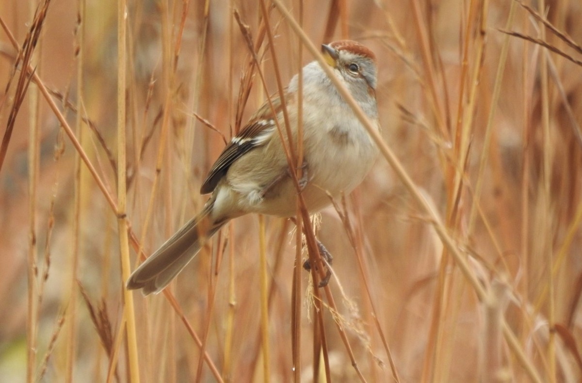 Hudson Körfezi Serçesi - ML644486990