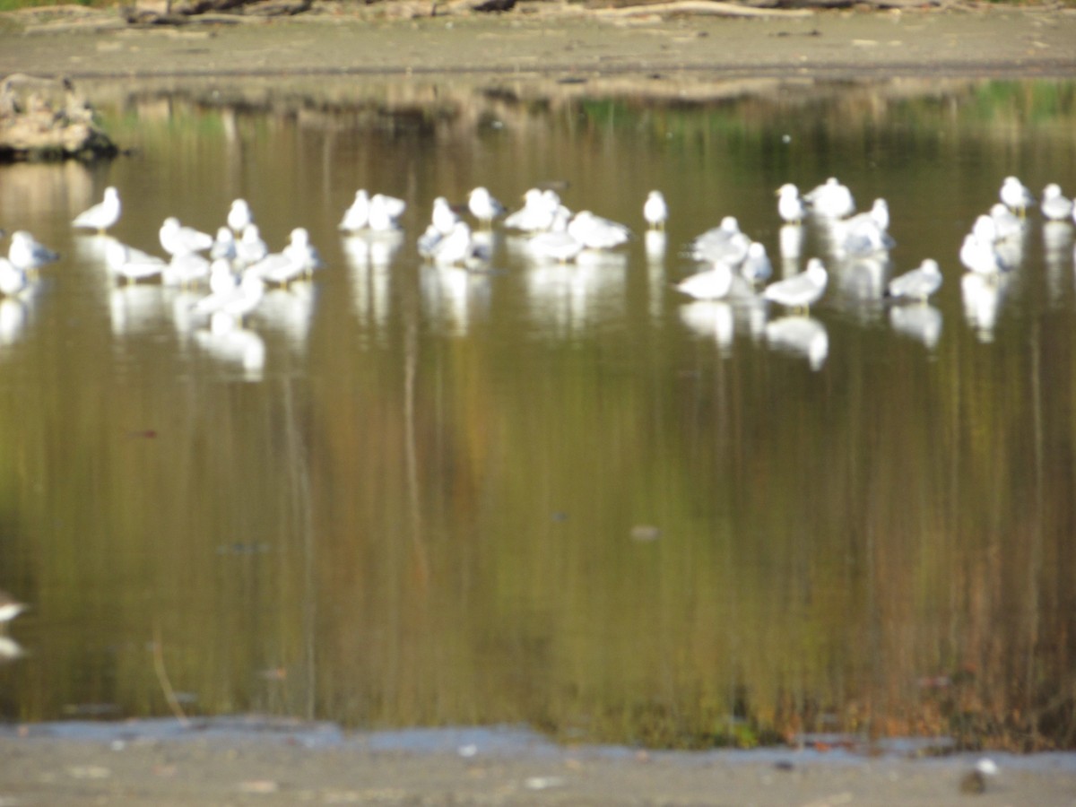 Delawareko kaioa - ML644486993