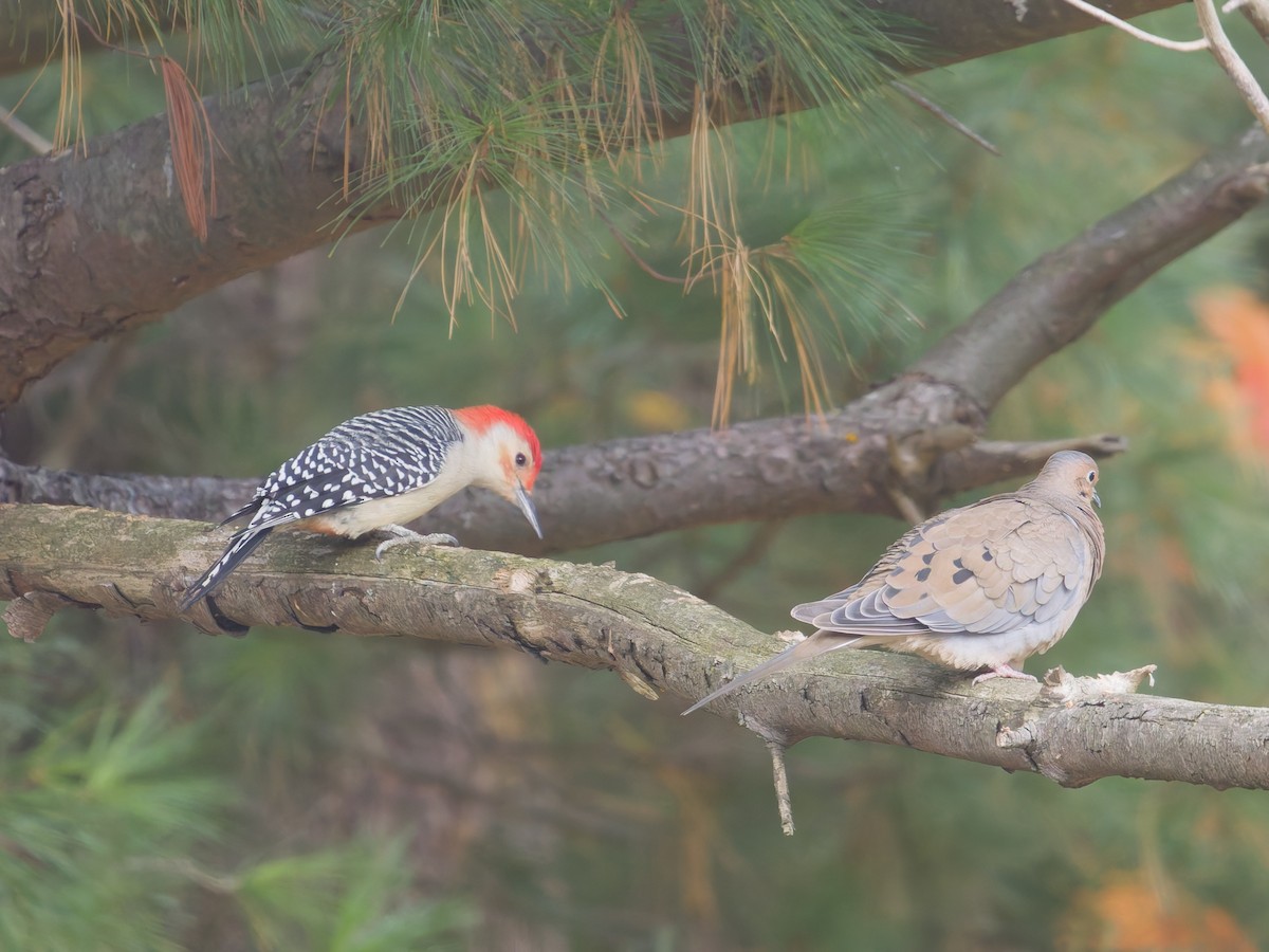 Red-bellied Woodpecker - ML644486994