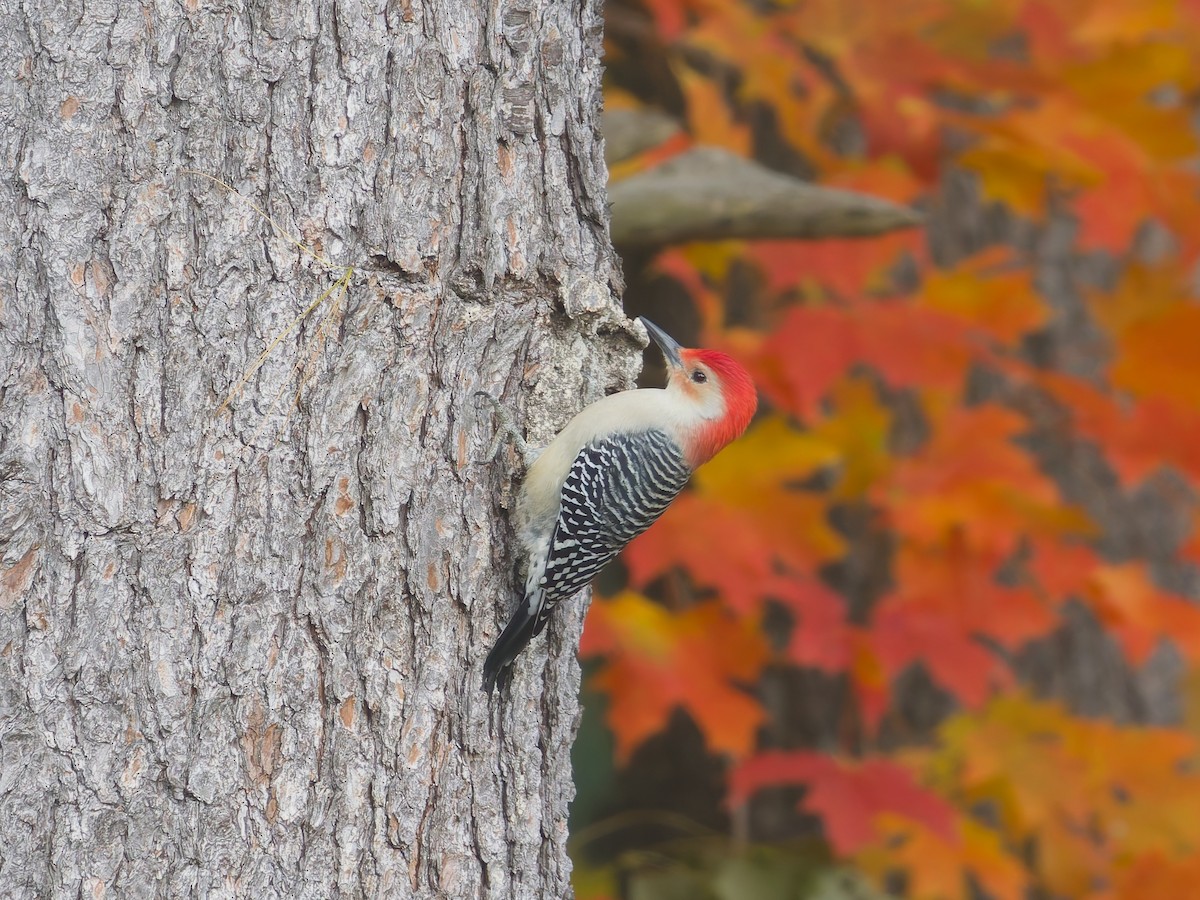 Red-bellied Woodpecker - ML644486995
