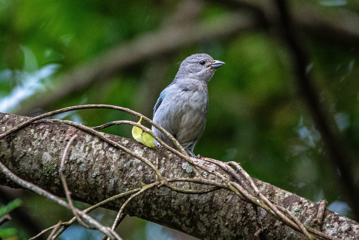Sayaca Tanager - ML644486996