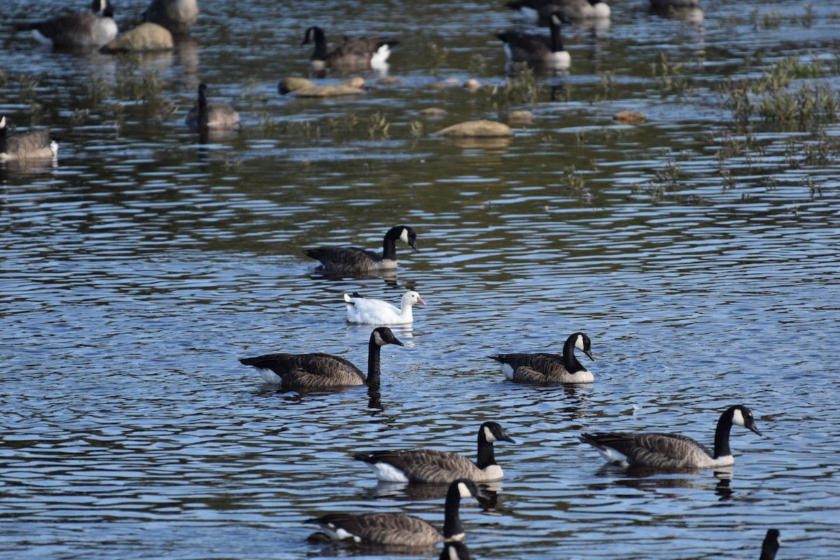 Ross's Goose - ML644487000