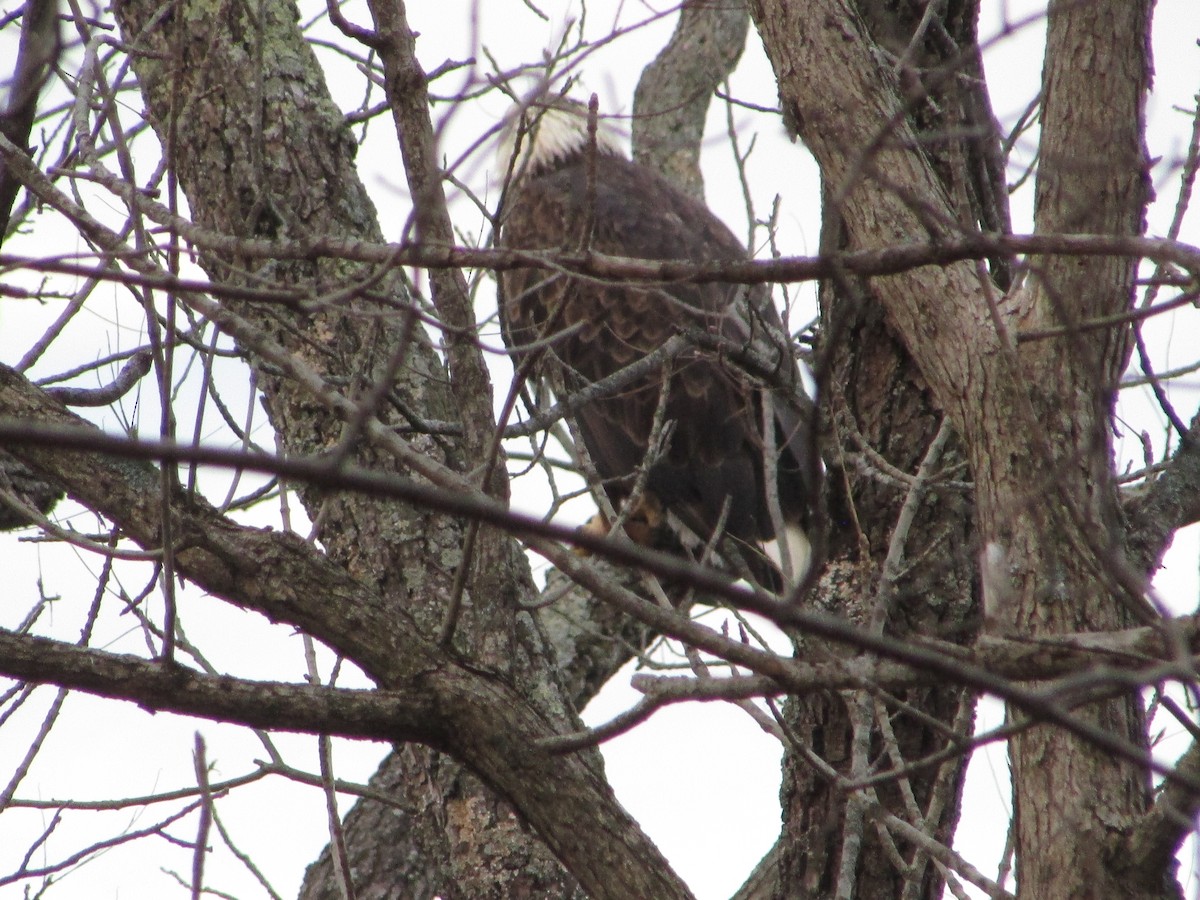 Itsas arrano buruzuria - ML644487015