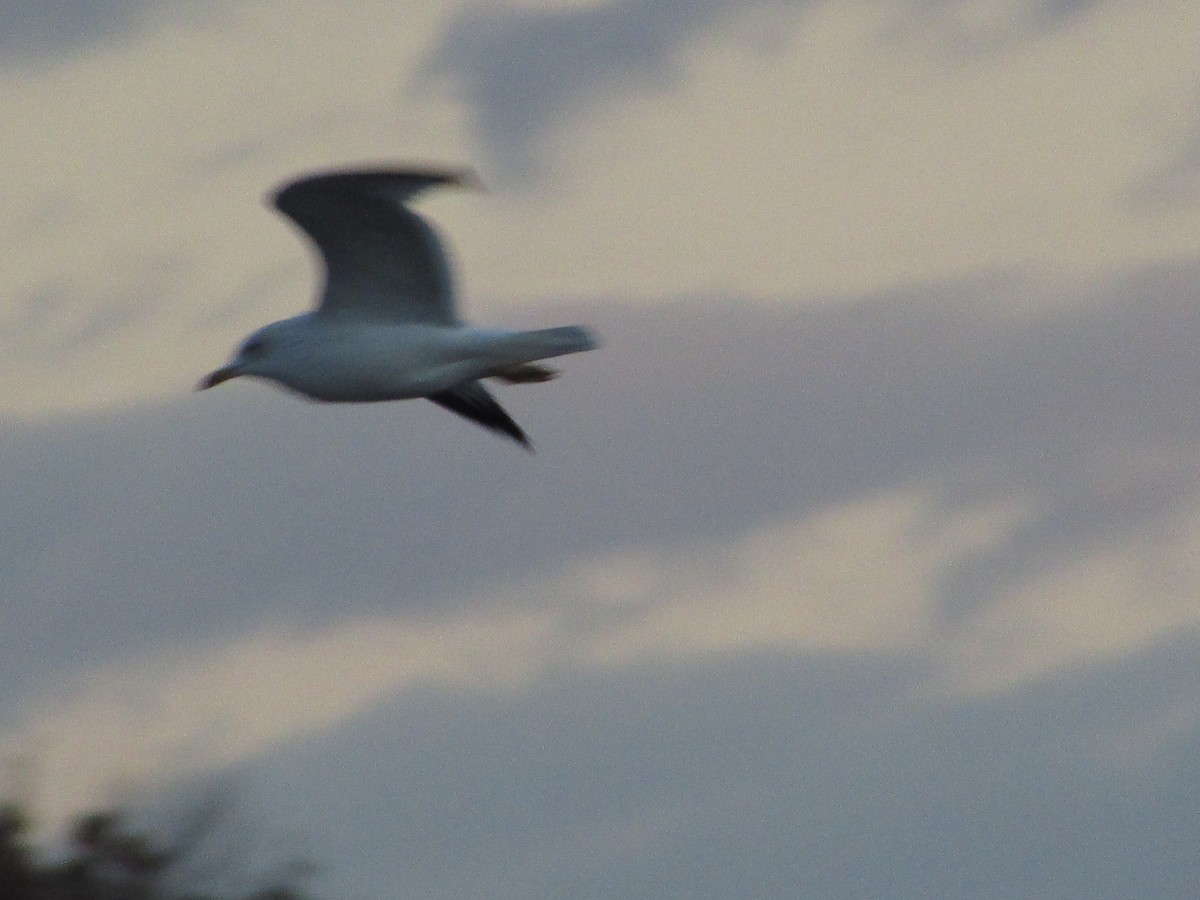 Delawareko kaioa - ML644487021