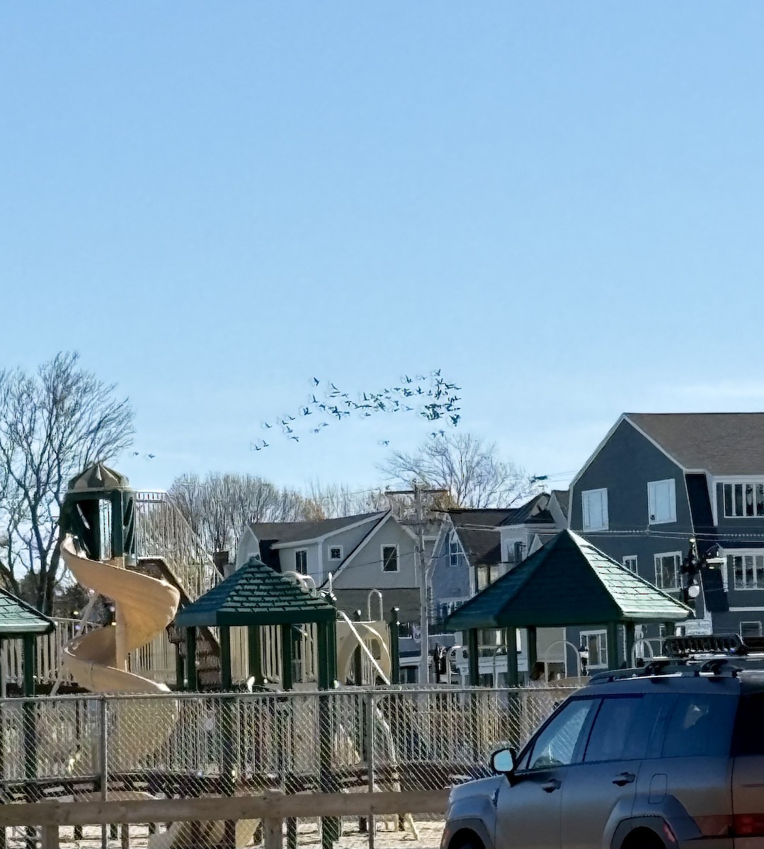 Brant (Pale-bellied) - ML644487027