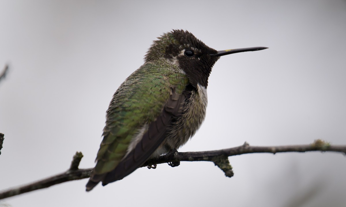 Anna's Hummingbird - ML644487030
