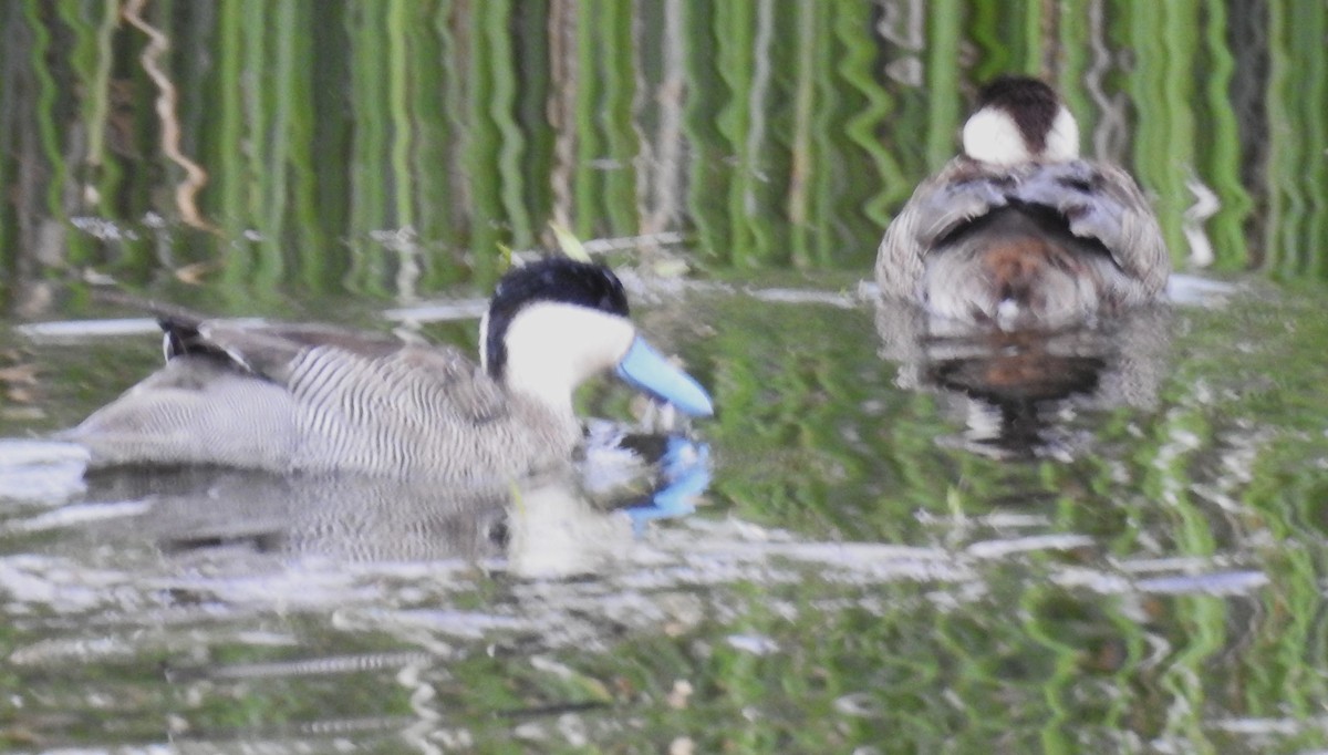 Puna Teal - ML644487036