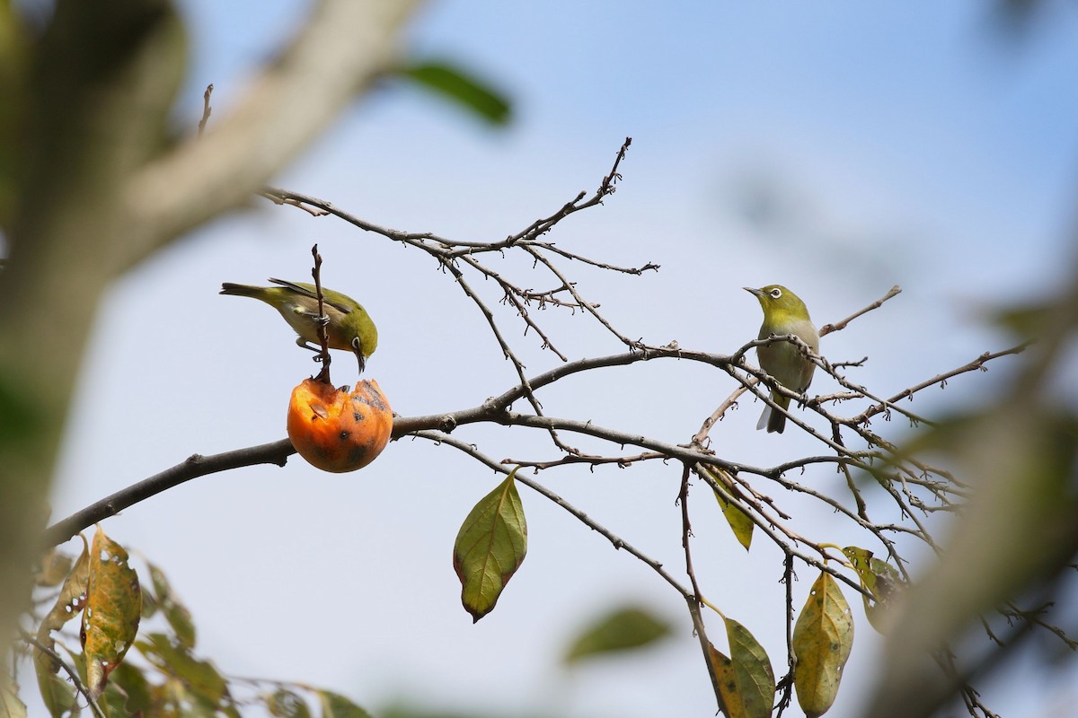 Anteojitos Japonés - ML644487041