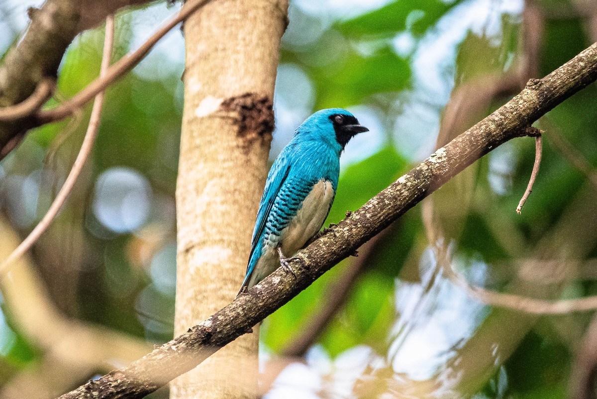 Swallow Tanager - ML644487042