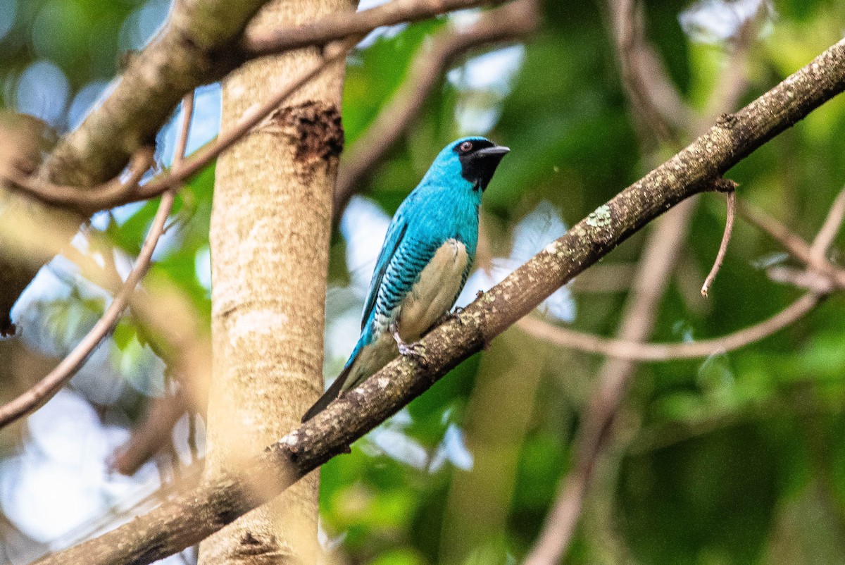 Swallow Tanager - ML644487044