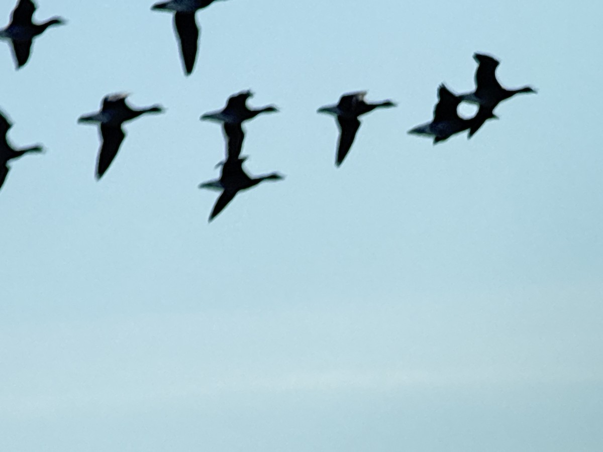 Brant (Pale-bellied) - ML644487045