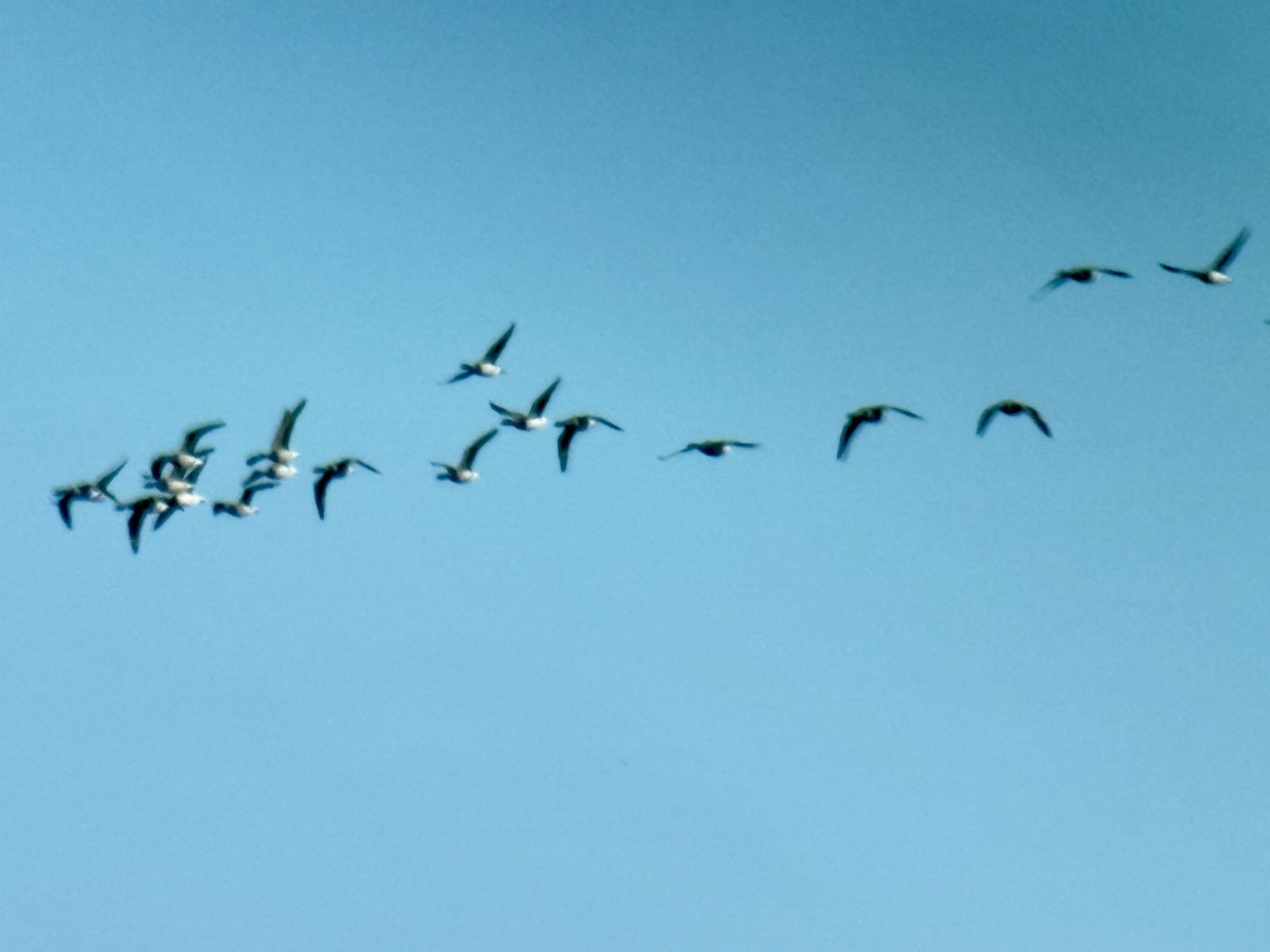 Brant (Pale-bellied) - ML644487046