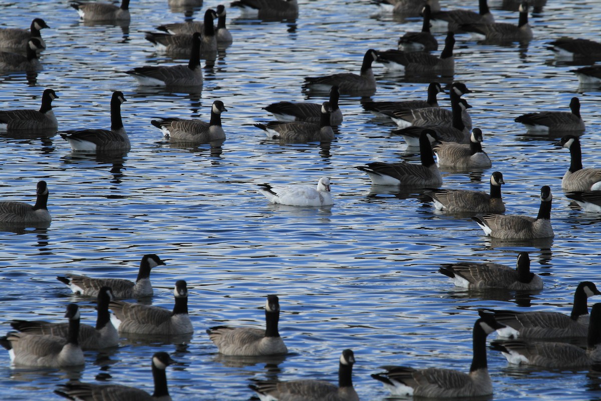 husa bělostná - ML644487049