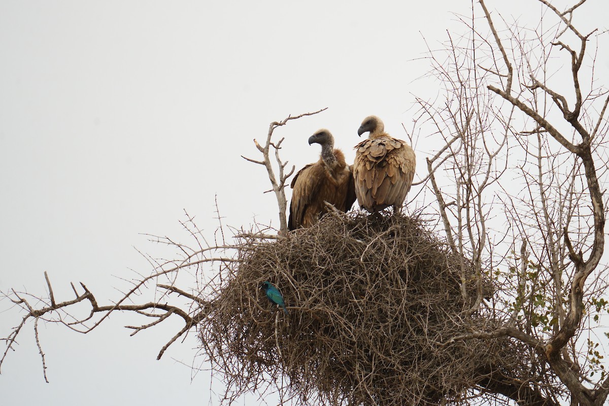Buitre Dorsiblanco Africano - ML644487054