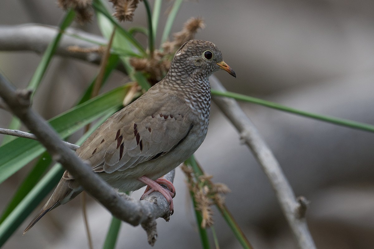 Common Ground Dove - ML644487065