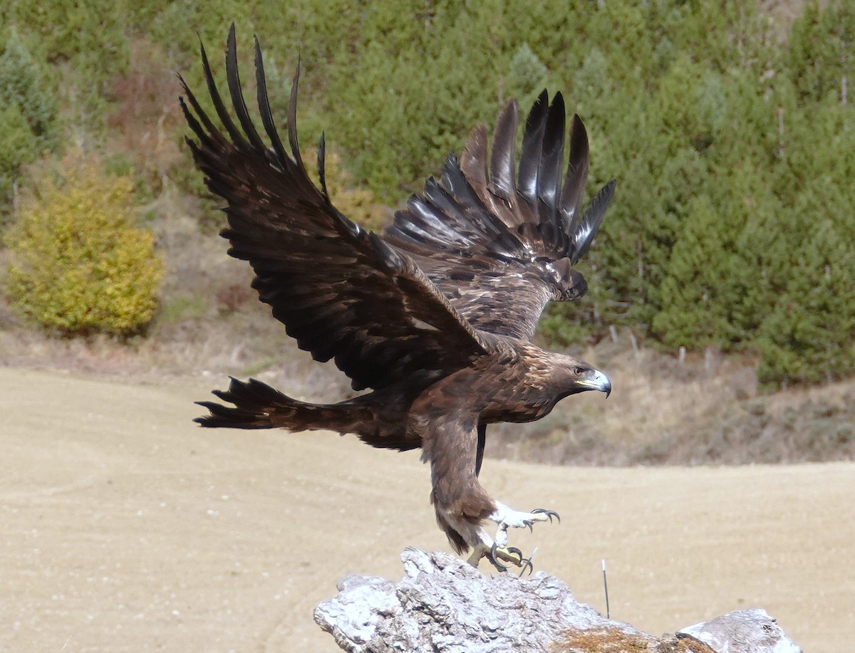 イヌワシ - ML644487072