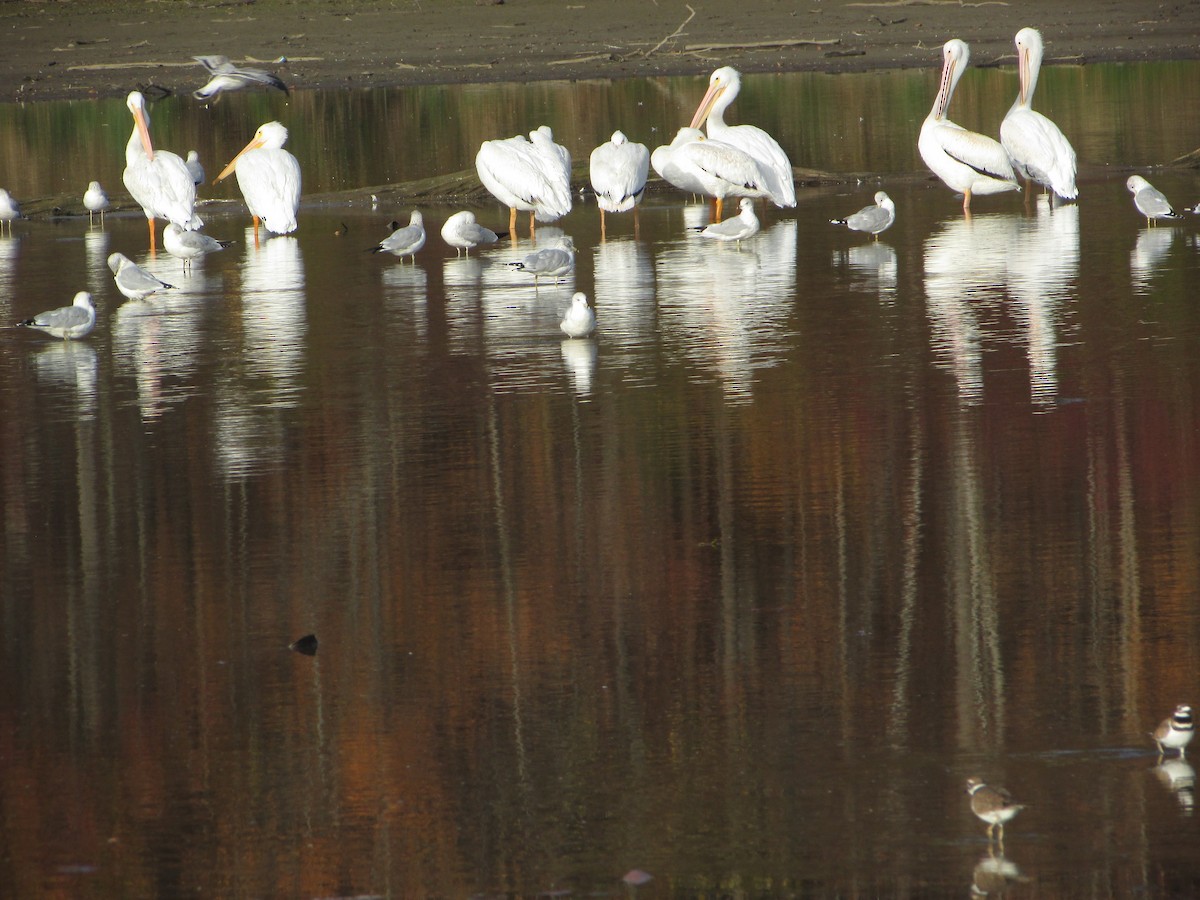 Pelikano zuri amerikarra - ML644487087