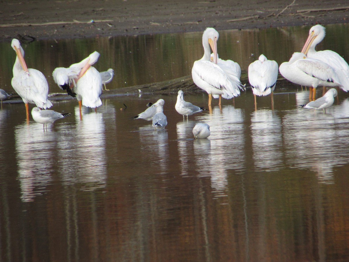 Pelikano zuri amerikarra - ML644487088