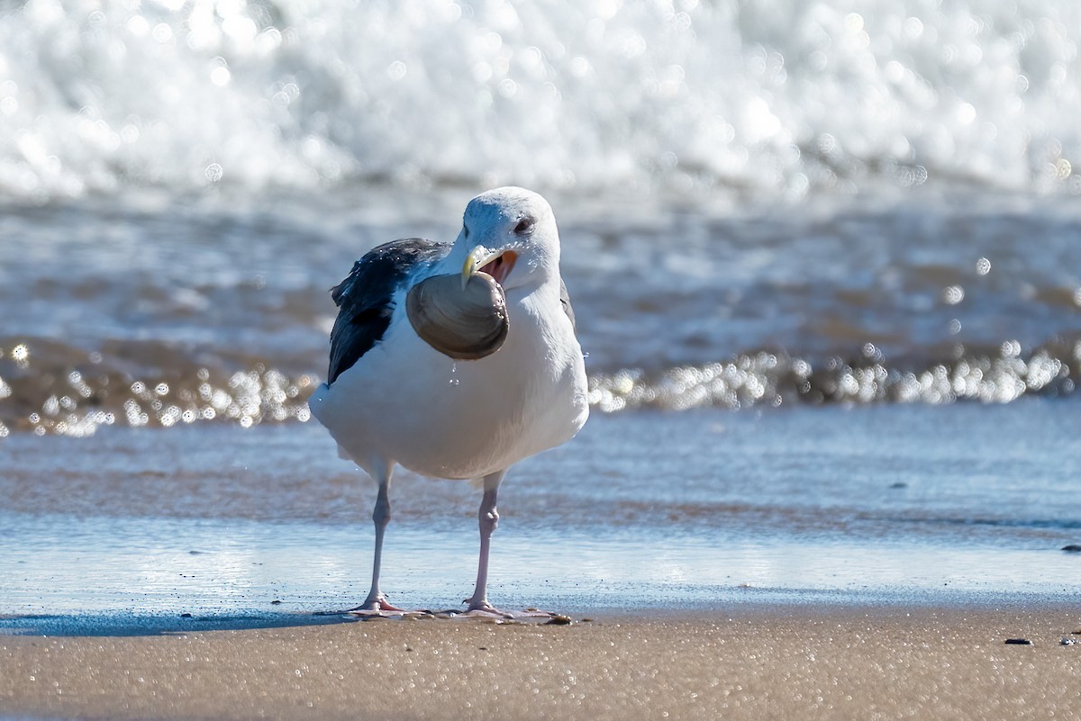 Büyük Kara Sırtlı Martı - ML644487091