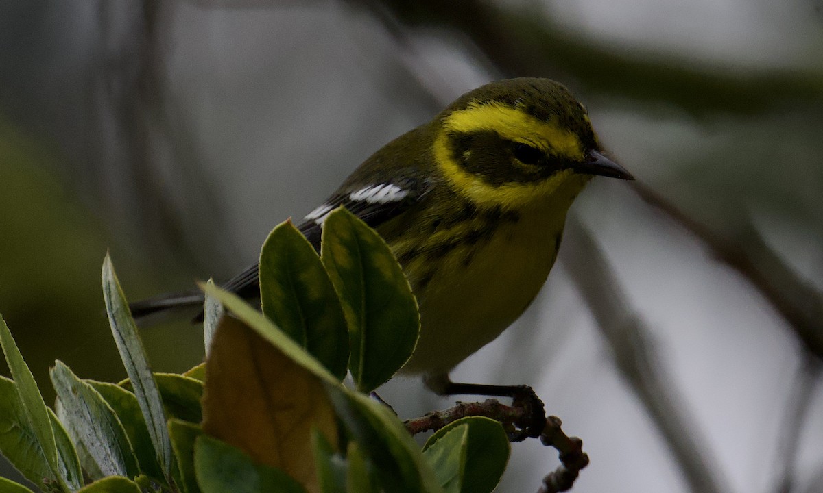 granparula - ML644487107