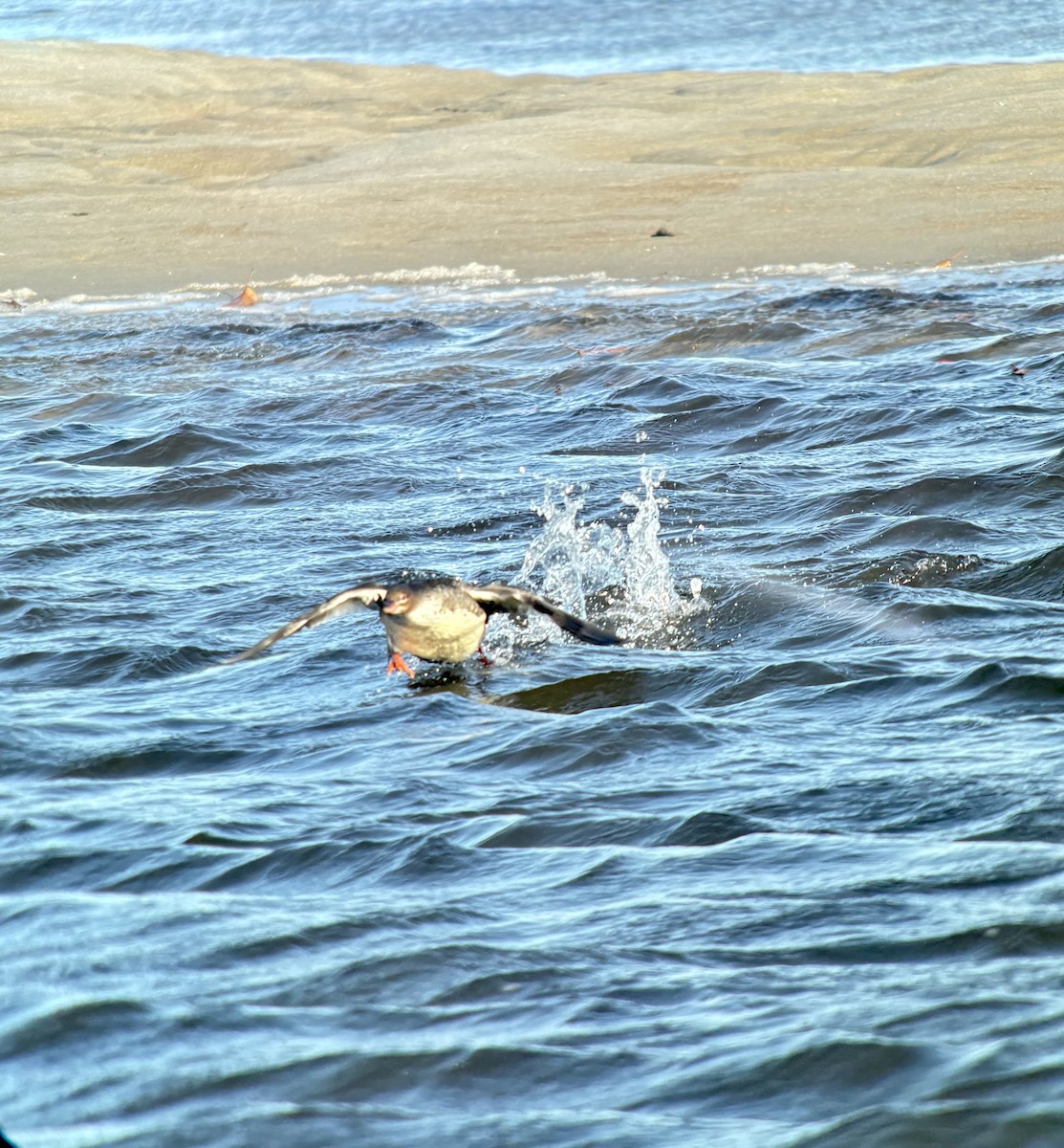 מרגון בינוני - ML644487112