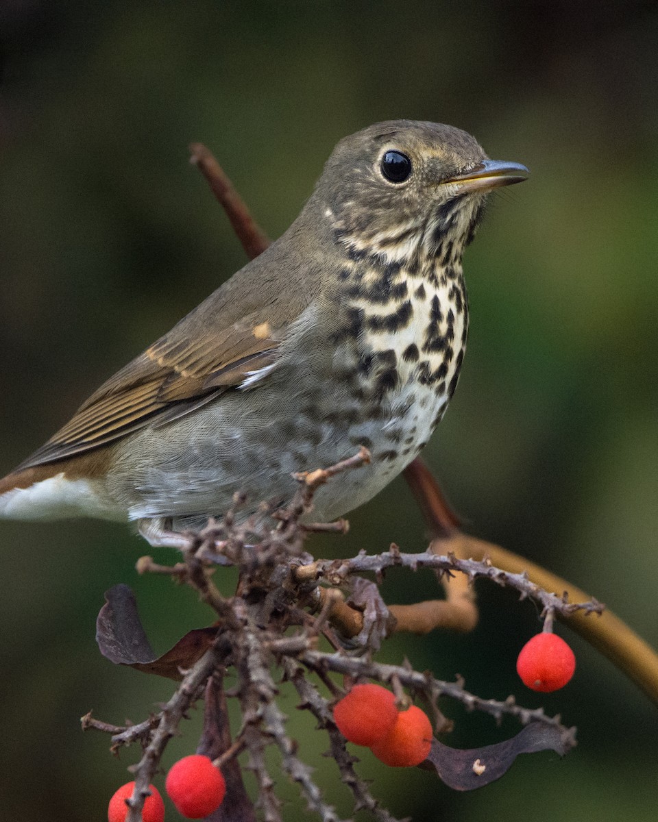 Hermit Thrush - ML644487113
