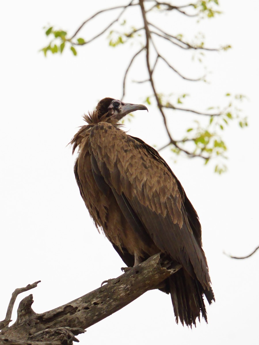 Hooded Vulture - ML644487115