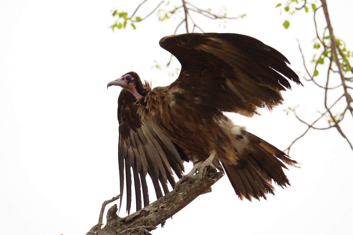 Hooded Vulture - ML644487116