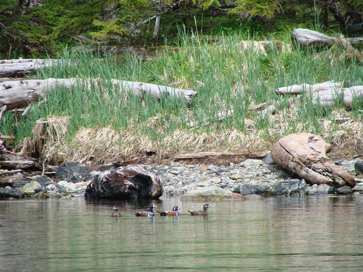 harlekinand - ML644487122