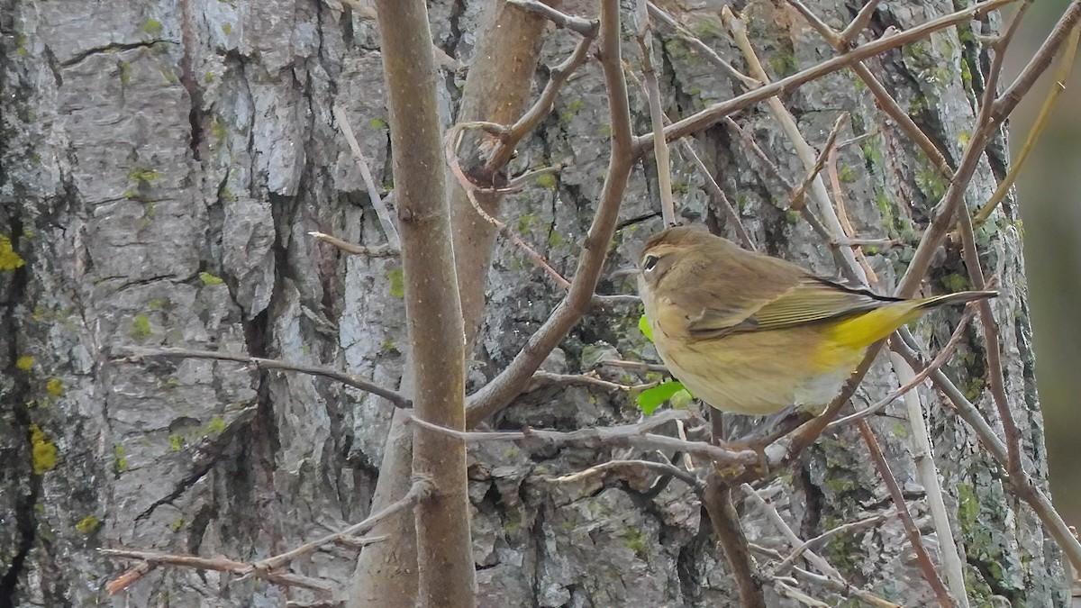 Palm Warbler - ML644487124