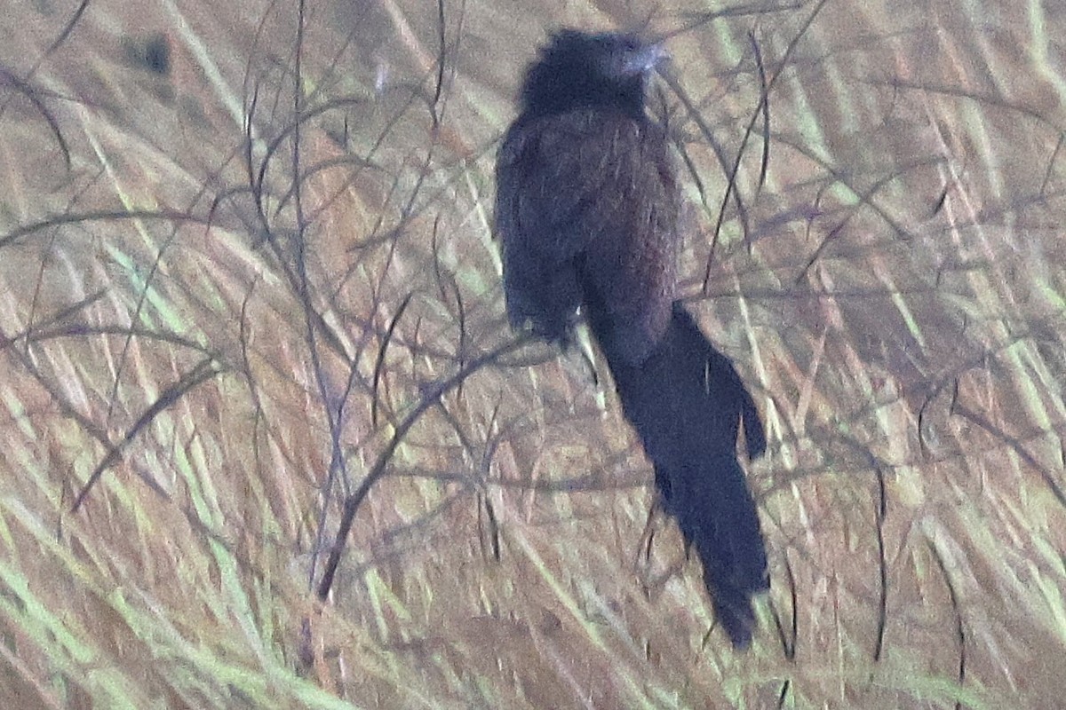 Pheasant Coucal - ML644487126