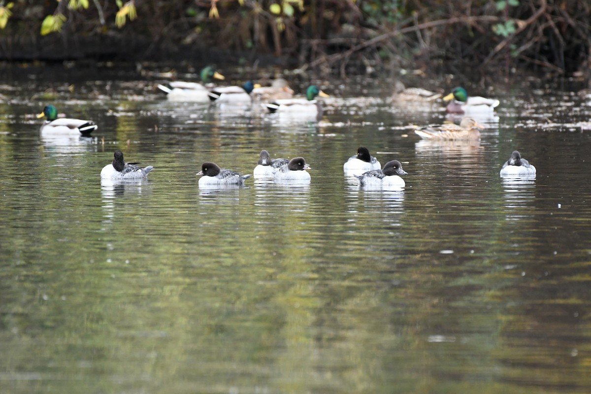 islandsand - ML644487128