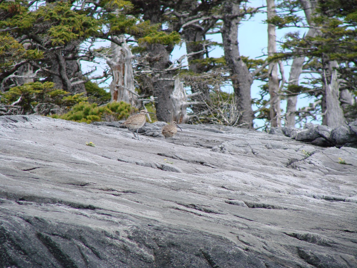 tundraspove - ML644487129