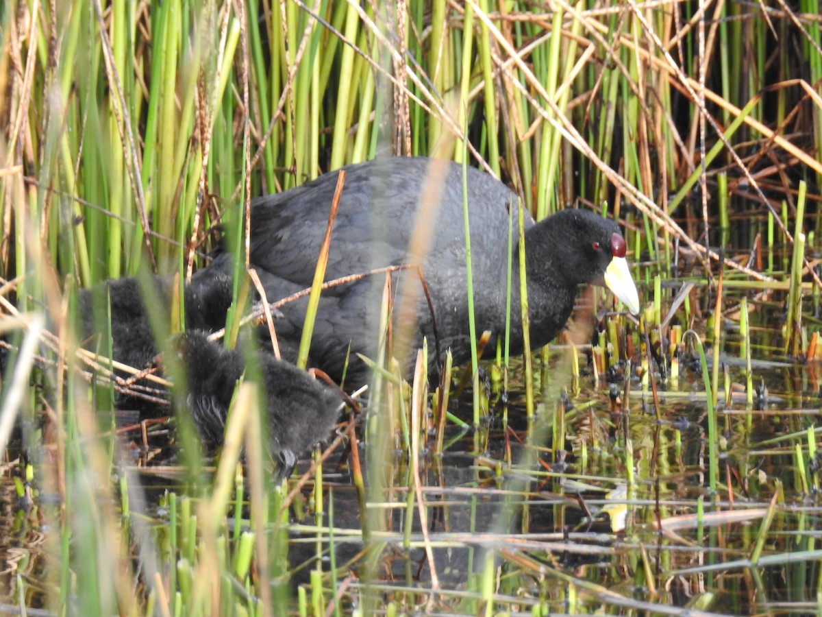 Slate-colored Coot - ML644487134