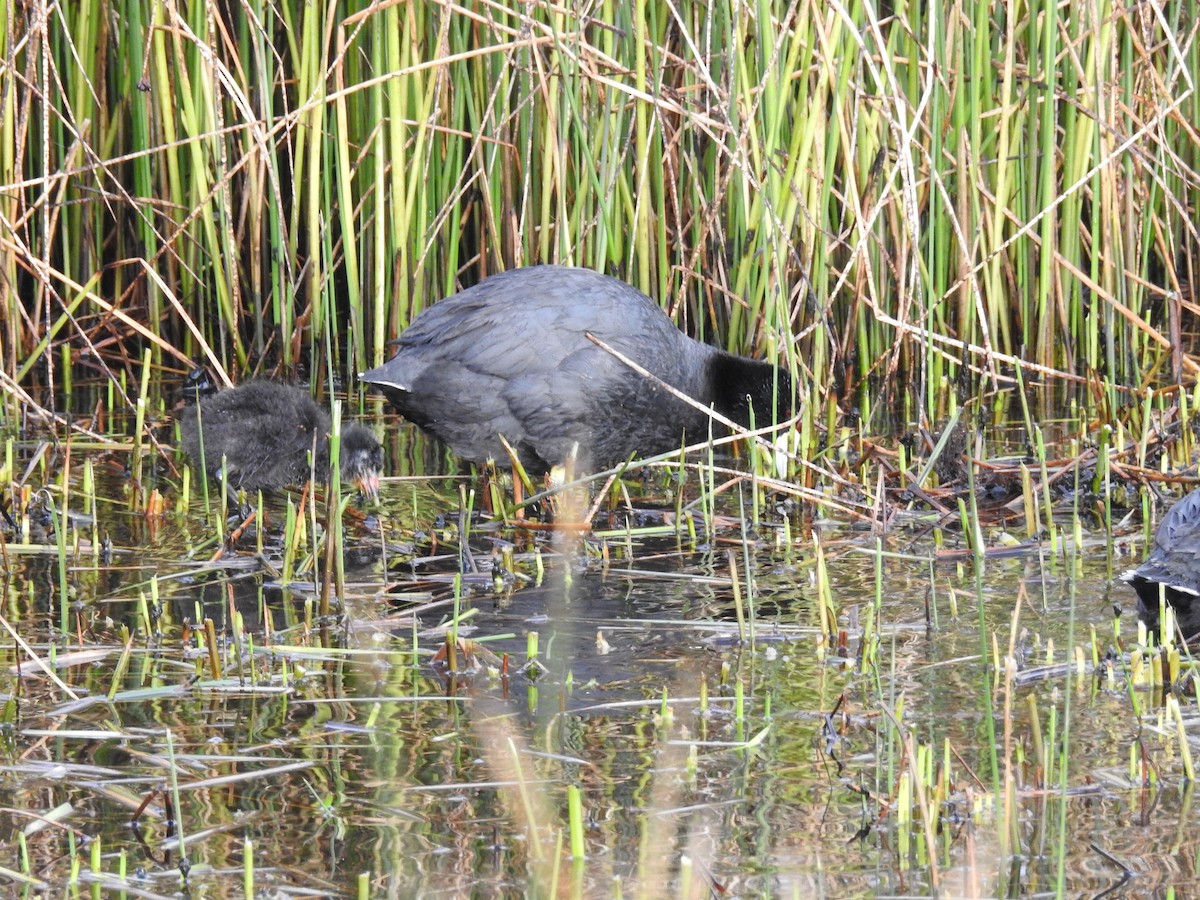 Slate-colored Coot - ML644487135