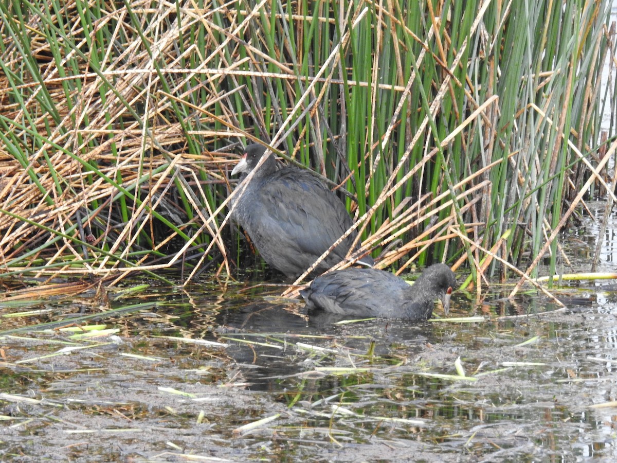 Slate-colored Coot - ML644487136