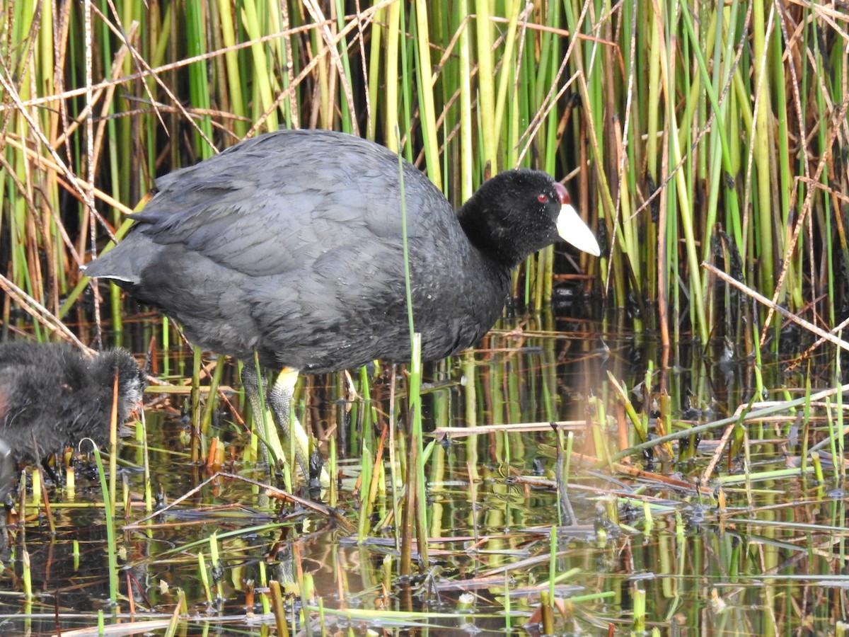 Slate-colored Coot - ML644487137
