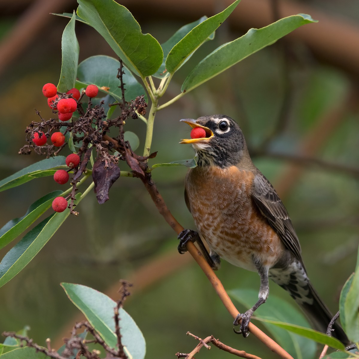 American Robin - ML644487138