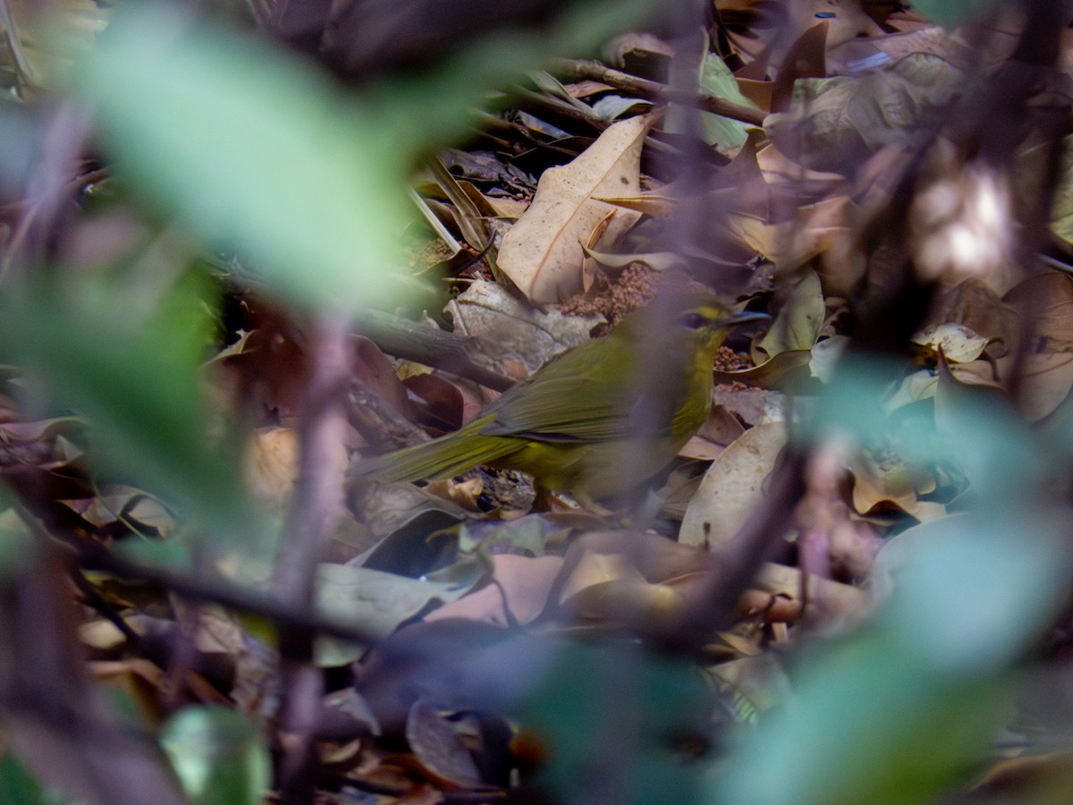 Коронник жовтий - ML644487147