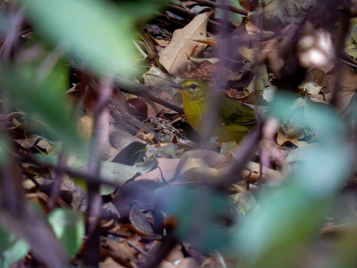 Коронник жовтий - ML644487149