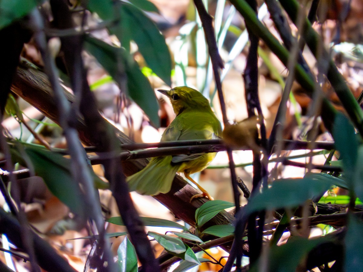 Коронник жовтий - ML644487150