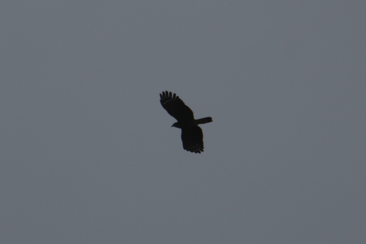 Kara Atmaca Kartalı - ML644487155