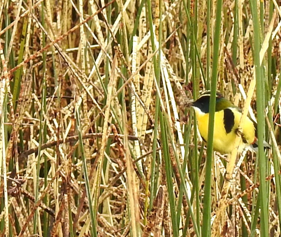 Many-colored Rush Tyrant - ML644487166