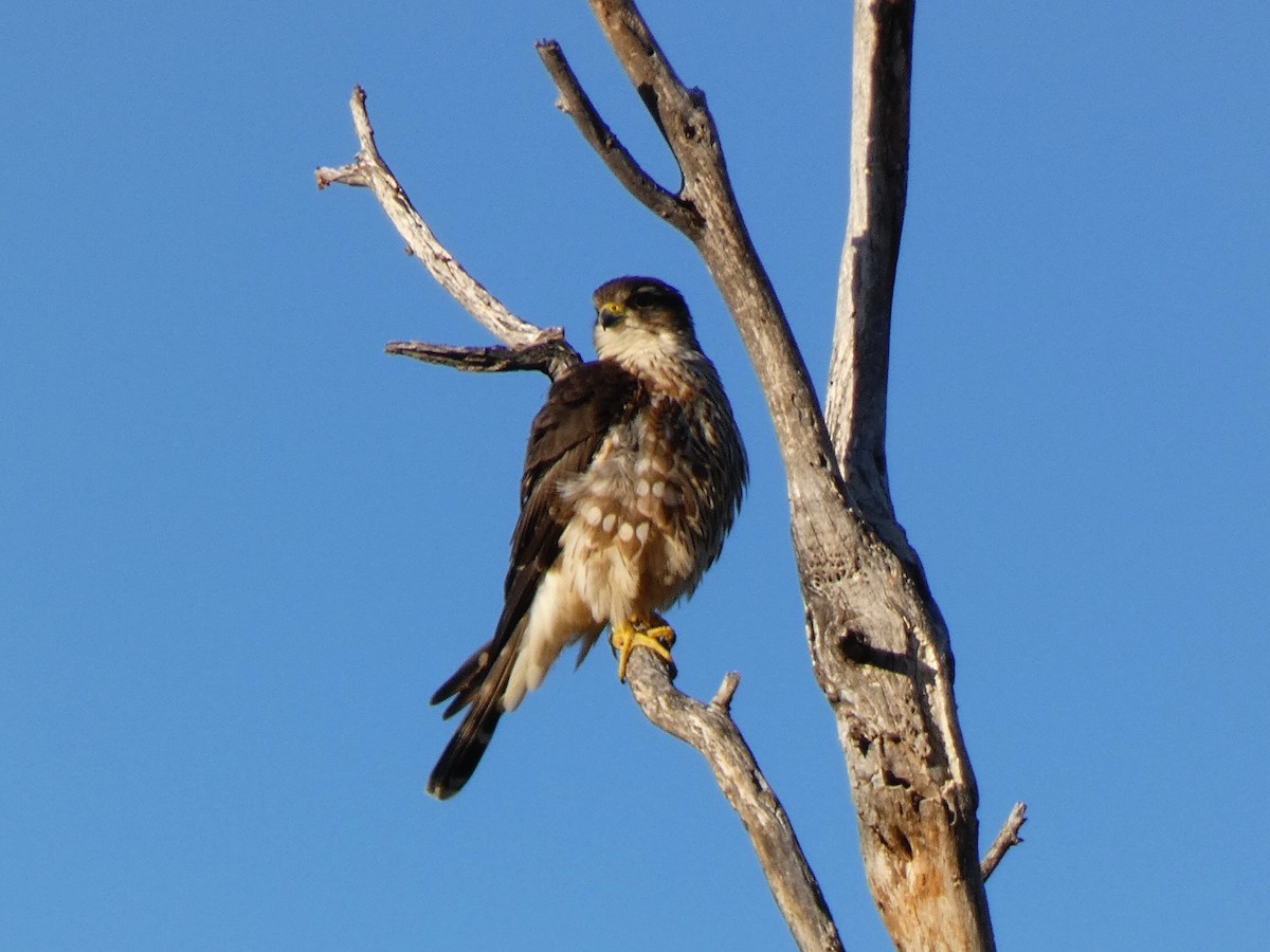 Merlin - ML644487177