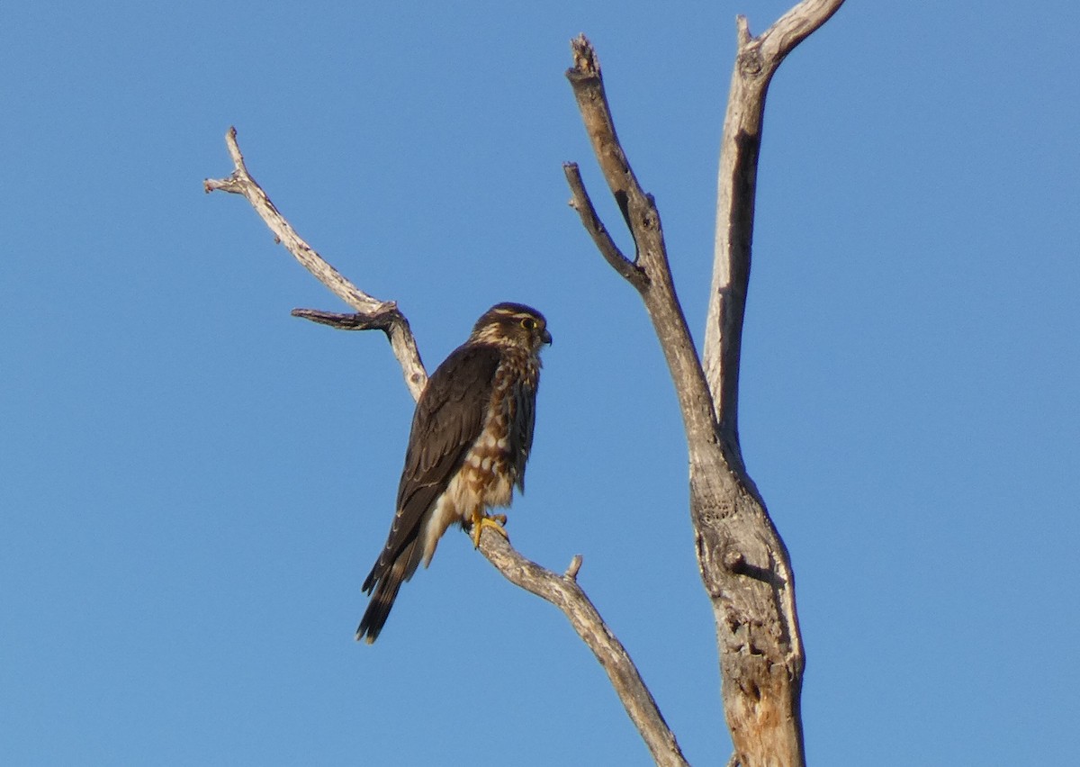 Merlin - ML644487178