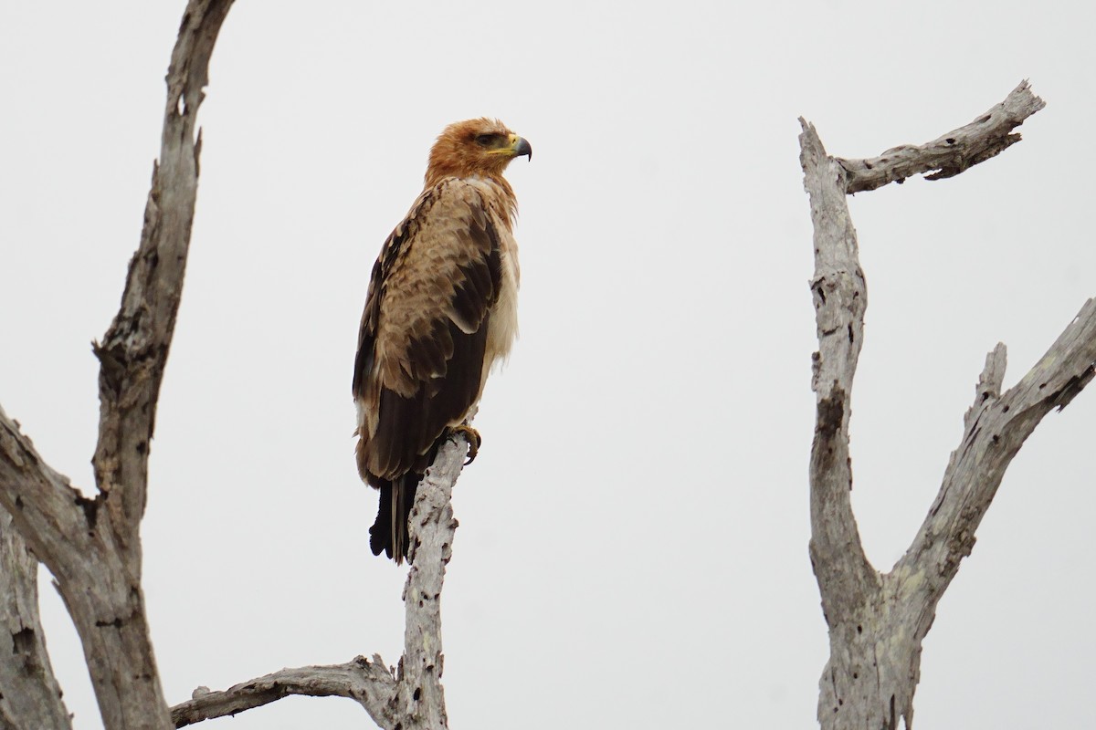 Tawny Eagle - ML644487180
