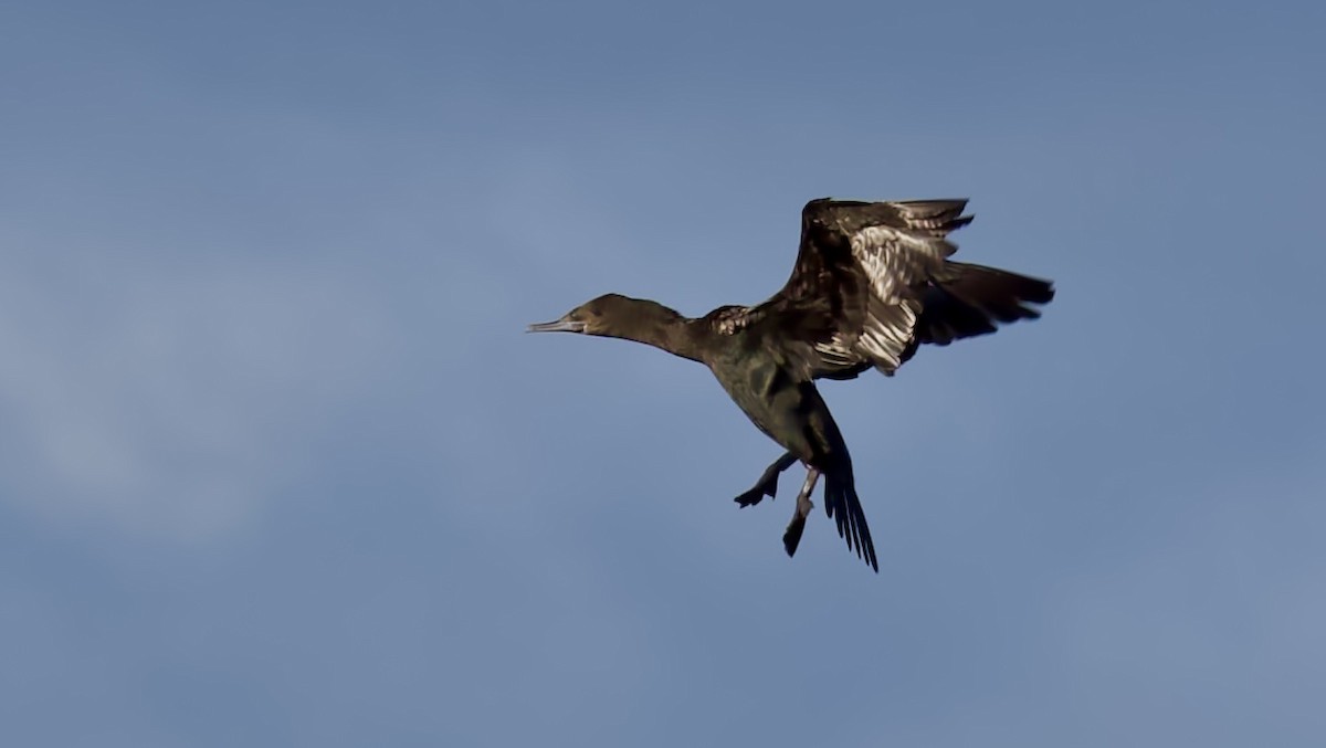 Little Black Cormorant - ML644487182