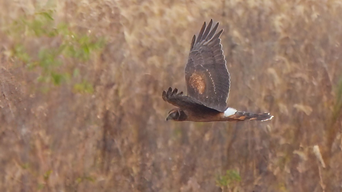 Hudsonweihe - ML644487184