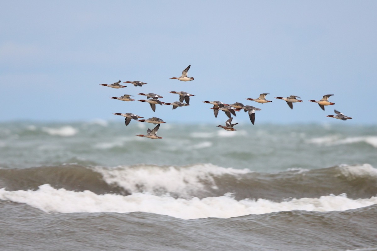 מרגון בינוני - ML644487192